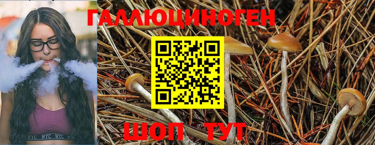 Галлюциногенные грибы Psilocybe Азнакаево